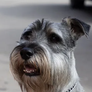The original photo of the schnauzer, looking up on a city street