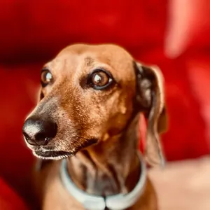 The original photo of the dachshund, sitting on a red sofa