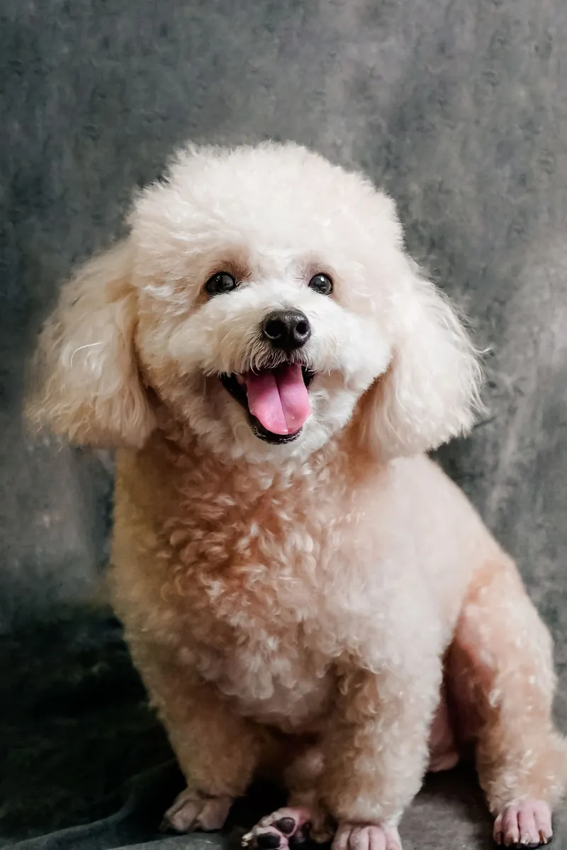 Photograph: a cream toy poodle with a fresh fluffy groom, tongue out, sitting against a grey backdrop