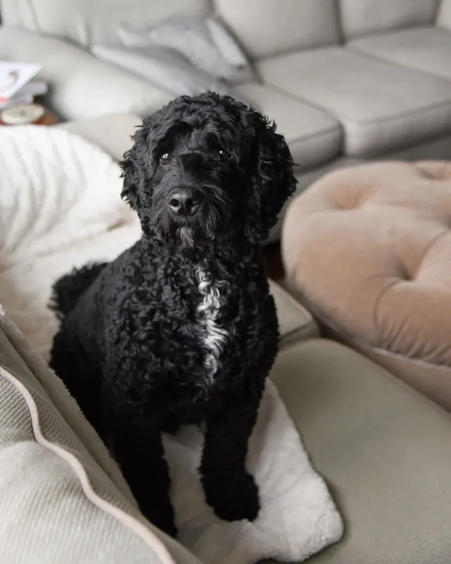 A curly black cockapoo sitting on a cream sofa at home, looking soft and settled